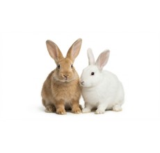 Live Rabbit