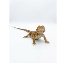 Normal / Orange Tint Bearded Dragon - Sub-adult (37 cm)