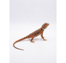 Normal Bearded Dragon - Baby (18 cm)