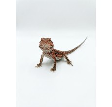 Normal Bearded Dragon - Baby (12 cm)