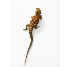 Orange-Red Tiger Bearded Dragon - Sub-adult (35 cm)