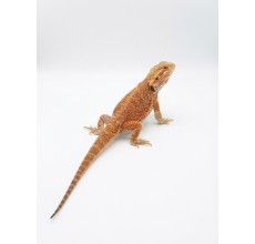 Hypo Orange / Tangerine Bearded Dragon - Sub-adult (35 cm)