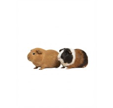 Guinea Pig (Cavia porcellus)