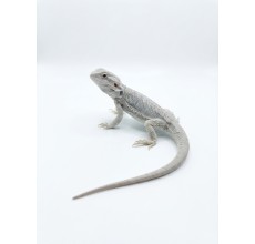 Zero / Silver Bearded Dragon - Juvenile (26 cm)