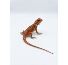 Red Bearded Dragon - Baby (15 cm)
