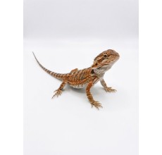 Red Tiger Bearded Dragon - Baby (13 cm)