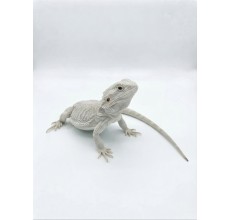 Zero Bearded Dragon - Juvenile (29 cm)