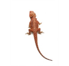 Red Bearded Dragon - Adult (38 cm)