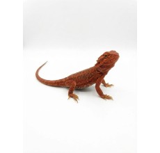 Red Bearded Dragon - Juvenile (28 cm)