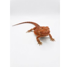 Red Bearded Dragon - Juvenile (29 cm)