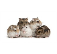 Dwarf Hamster