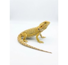 Hypo Yellow / Pale Citrus Bearded Dragon - Juvenile (23 cm)