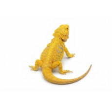 Yellow / Citrus Bearded Dragon - Adult (39 cm)