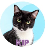 Kip