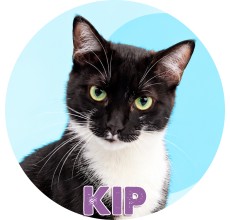 Kip