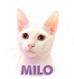 Milo