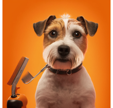 Dog Toy & Small Basic Grooming (In-Store)