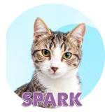 Spark