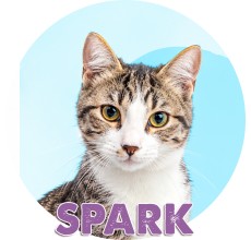 Spark