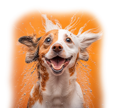 Dog Large Full Grooming (In-Store)