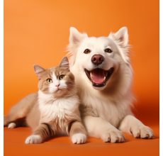 Groom & Glam - Full Grooming (Mobile Grooming)