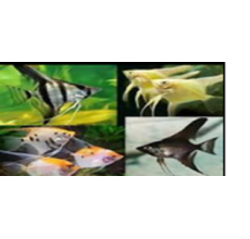 Assorted Veiltail Angelfish (Pterophyllum scalare) - XL
