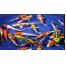 Red & White Koi Carp (Cyprinus carpio) - 7cm