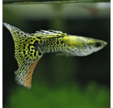 Green Cobra Guppy (Male) (Poecilia reticulata) - 2.5cm