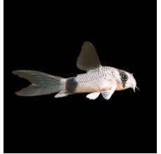 Panda Corydora (Corydoras panda) - L