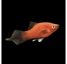Apple Mickey Mouse Platy (Xiphophorus maculatus) - L