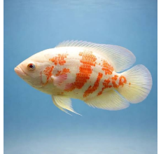 Albino Velvet Oscar (Astronotus ocellatus) - 6cm