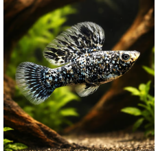 Marble Sailfin Molly (Poecilia latipinna) - L