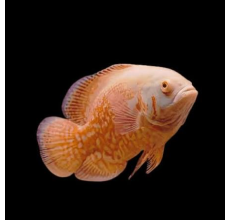 Tiger Oscar Albino (Astronotus ocellatus) - 6cm