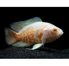 Tiger Oscar Albino (Astronotus ocellatus) - 5cm