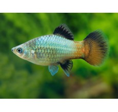 Green Neon Platy (Xiphophorus maculatus) - 3cm