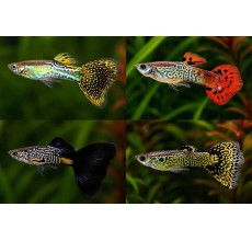 Variegated Cobra Guppy (Male) (Poecilia reticulata) - 3.5cm