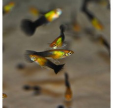 Bluish Black Golden Guppy (Male) (Poecilia reticulata) - 3cm
