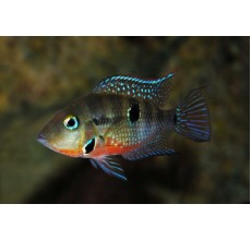 Firemouth Cichlid (Thorichthys meeki) - L