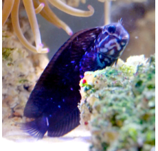 Blue Spot Widow / Black Sailfin Blenny