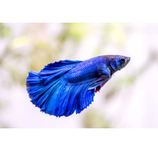 Blue Betta Fish