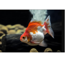 Ryukin White and Gold Fish