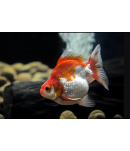 Ryukin White and Gold Fish