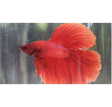 Red Halfmoon Betta Fish