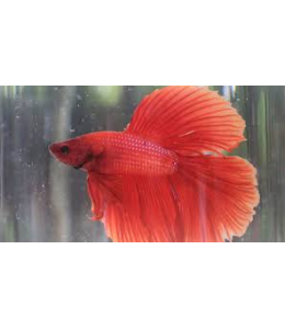 Red Halfmoon Betta Fish