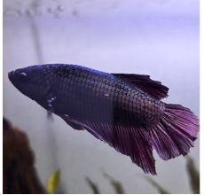 Black Betta Fish