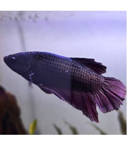 Black Betta Fish