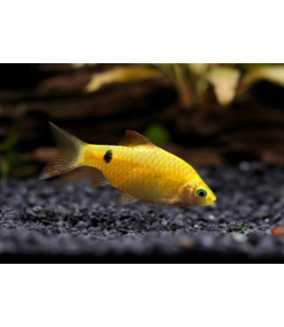Rosy Barb Fish
