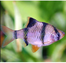 Tiger Barb Fish