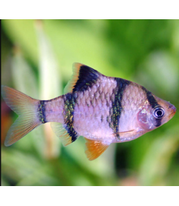 Tiger Barb Fish