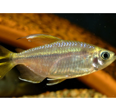 Congo Tetra Fish
